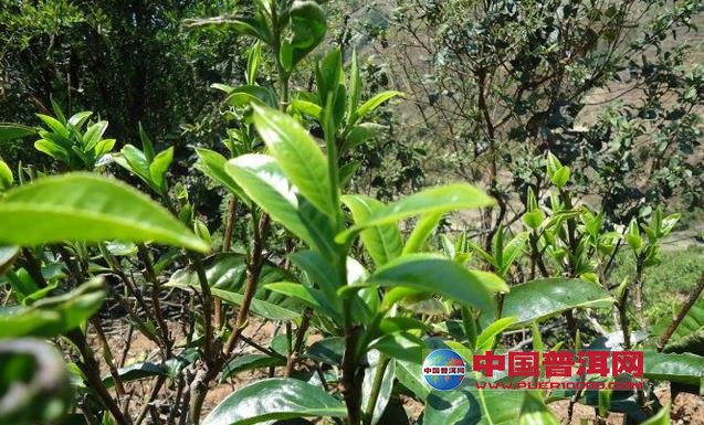 普洱茶