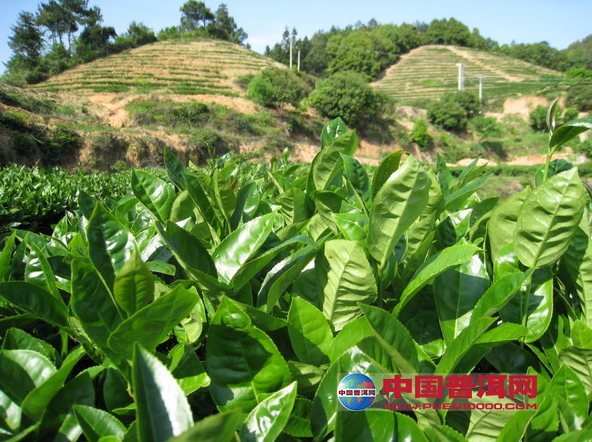 普洱茶