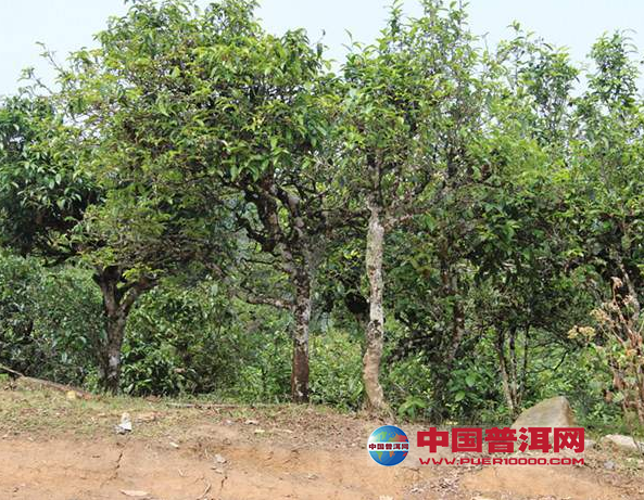 <u><a href='http://www.puer10000.com/puerzhishi/32854.html' target='_blank'>普洱<u><a href='http://www.puer10000.com/puerzhishi/100997.html' target='_blank'>茶</a></u></a></u>