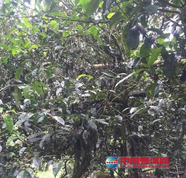 <u><a href='http://www.puer10000.com/puerzhishi/32854.html' target='_blank'>普洱<u><a href='http://www.puer10000.com/puerzhishi/100997.html' target='_blank'>茶</a></u></a></u>