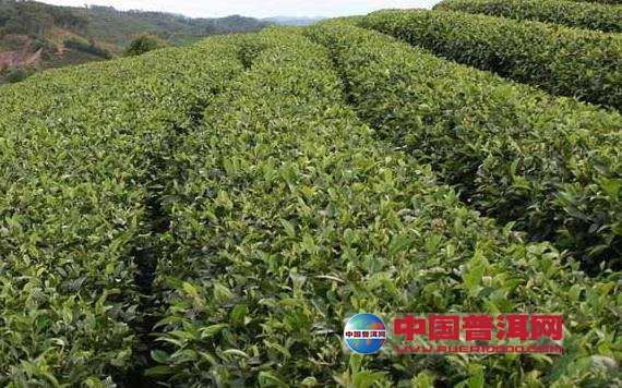 普洱茶