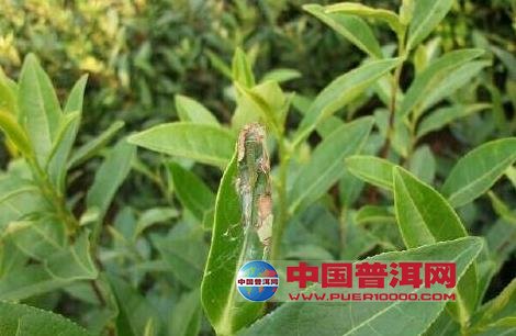 普洱茶