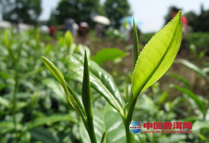 普洱茶