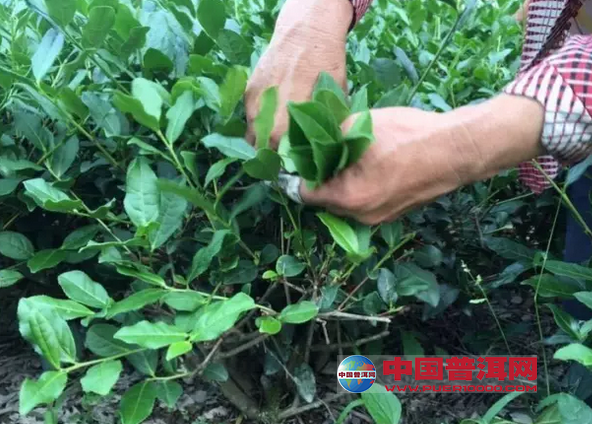 普洱茶