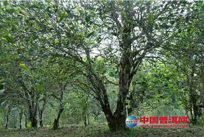 普洱茶