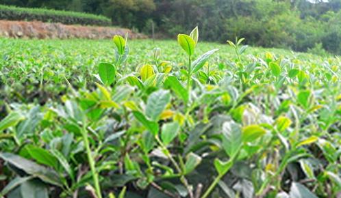 普洱茶