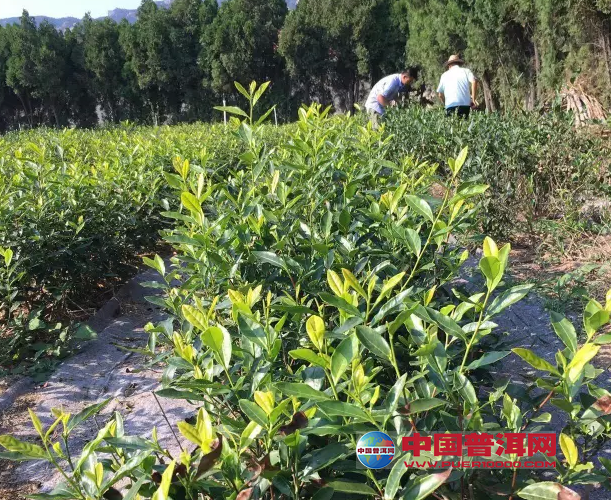 <u><a href='http://www.puer10000.com/puerzhishi/32854.html' target='_blank'>普洱<u><a href='http://www.puer10000.com/puerzhishi/100997.html' target='_blank'>茶</a></u></a></u>