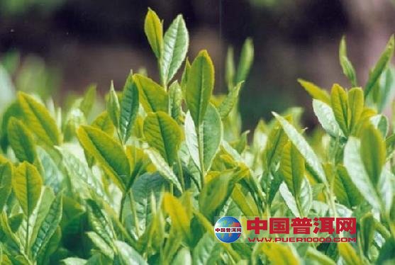 <u><a href='http://www.puer10000.com/puerzhishi/32854.html' target='_blank'>普洱<u><a href='http://www.puer10000.com/puerzhishi/100997.html' target='_blank'>茶</a></u></a></u>