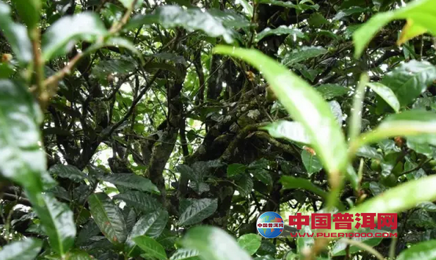 <u><a href='http://www.puer10000.com/puerzhishi/32854.html' target='_blank'>普洱<u><a href='http://www.puer10000.com/puerzhishi/100997.html' target='_blank'>茶</a></u></a></u>