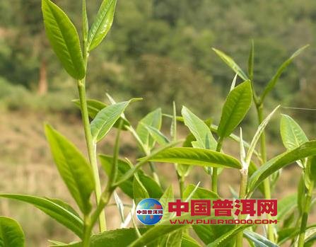 普洱茶