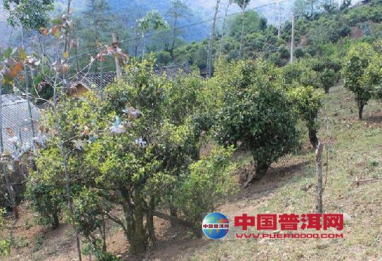 普洱茶