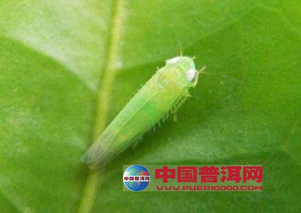 普洱茶