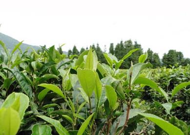 普洱茶