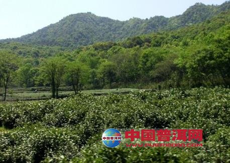 普洱茶
