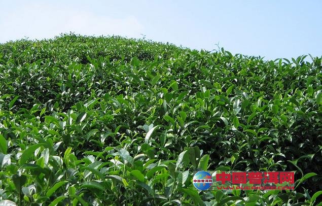 <u><a href='http://www.puer10000.com/puerzhishi/32854.html' target='_blank'>普洱<u><a href='http://www.puer10000.com/puerzhishi/100997.html' target='_blank'>茶</a></u></a></u>