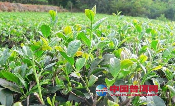 普洱茶
