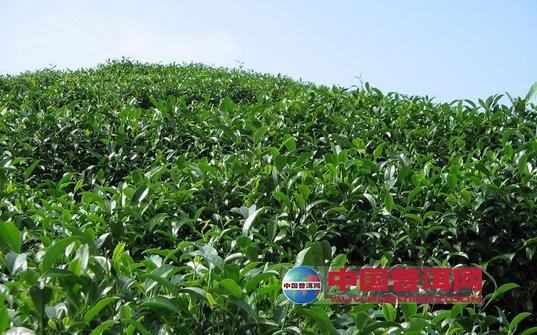 普洱茶