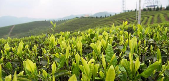 普洱茶