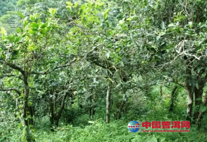<u><a href='http://www.puer10000.com/puerzhishi/32854.html' target='_blank'>普洱<u><a href='http://www.puer10000.com/puerzhishi/100997.html' target='_blank'>茶</a></u></a></u>