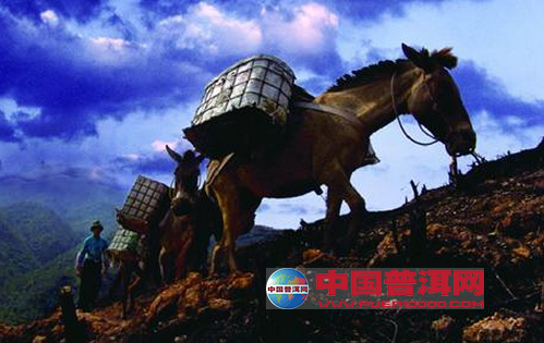 爱喝茶的你不能不知道茶马古道上的故事