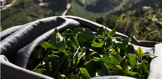 普洱茶