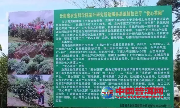 普洱茶