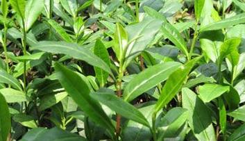 普洱茶