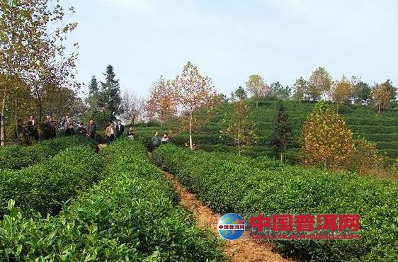 普洱茶