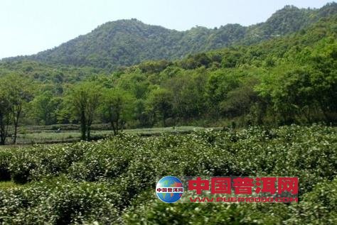 普洱茶