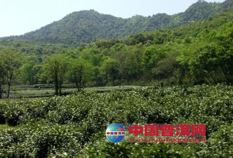 普洱茶