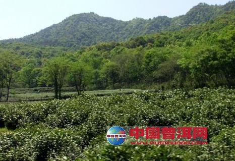 普洱茶