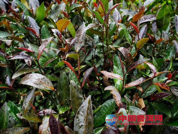 <u><a href='http://www.puer10000.com/puerzhishi/32854.html' target='_blank'>ն<u><a href='http://www.puer10000.com/puerzhishi/100997.html' target='_blank'></a></u></a></u>