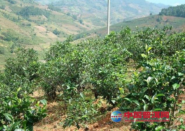 普洱茶