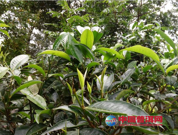 <u><a href='http://www.puer10000.com/puerzhishi/32854.html' target='_blank'>ն<u><a href='http://www.puer10000.com/puerzhishi/100997.html' target='_blank'></a></u></a></u>