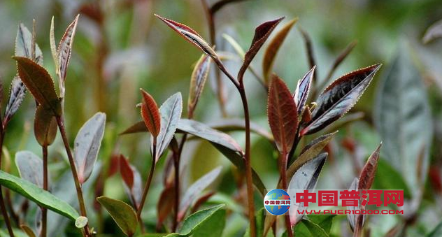 普洱茶