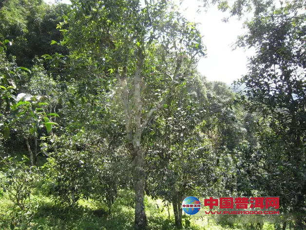 <u><a href='http://www.puer10000.com/puerzhishi/32854.html' target='_blank'>普洱<u><a href='http://www.puer10000.com/puerzhishi/100997.html' target='_blank'>茶</a></u></a></u>