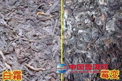 普洱茶