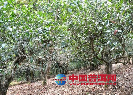 普洱茶