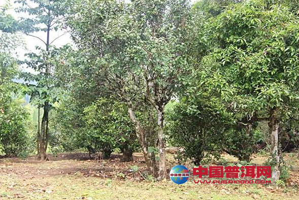 <u><a href='http://www.puer10000.com/puerzhishi/32854.html' target='_blank'>普洱<u><a href='http://www.puer10000.com/puerzhishi/100997.html' target='_blank'>茶</a></u></a></u>