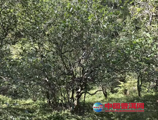 普洱茶
