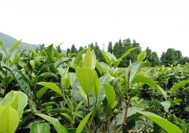普洱茶