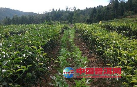 普洱茶