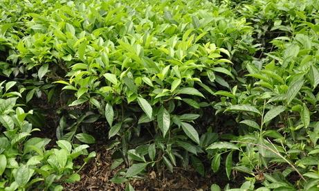 普洱茶