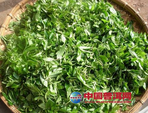 普洱茶