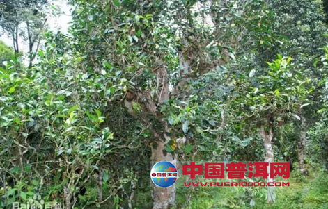 <u><a href='http://www.puer10000.com/puerzhishi/32854.html' target='_blank'>ն<u><a href='http://www.puer10000.com/puerzhishi/100997.html' target='_blank'></a></u></a></u>
