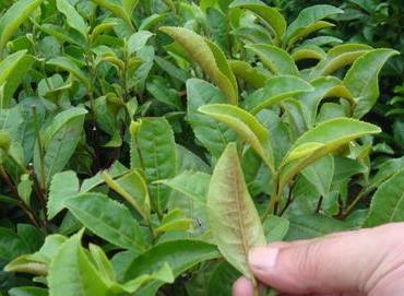普洱茶