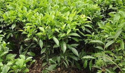 普洱茶