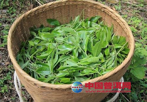<u><a href='http://www.puer10000.com/puerzhishi/32854.html' target='_blank'>普洱<u><a href='http://www.puer10000.com/puerzhishi/100997.html' target='_blank'>茶</a></u></a></u>