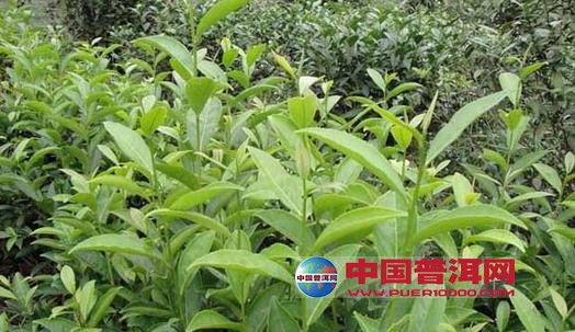 普洱茶