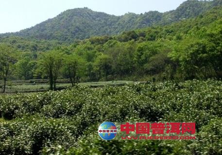 普洱茶